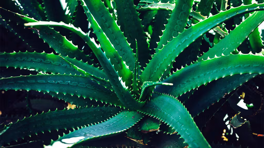 Barbados Aloe (Aloe vera) in acne management: harnessing nature’s dermatological healer